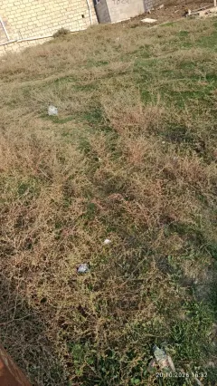 Satılır 1 otaqlı Həyət evi / Bağ evi 2 m² Abşeron r. – şəkil 1