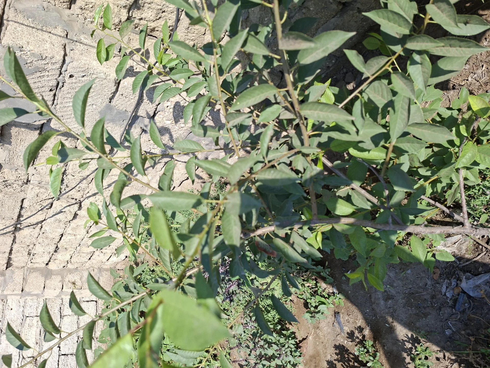 Satılır 3 otaqlı Həyət evi / Bağ evi 100 m² Xəzər r.